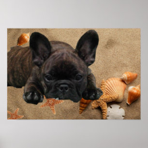French Bulldoggen Poster