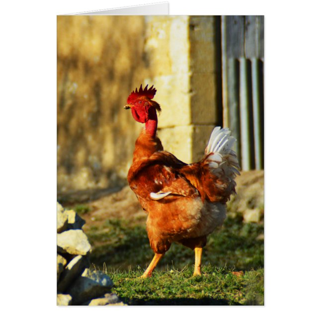 French cockerel (Front)
