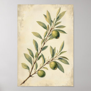 French Country Olive Botanical Wall Art