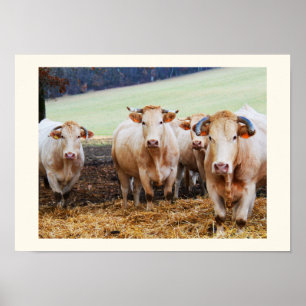 French cows poster
