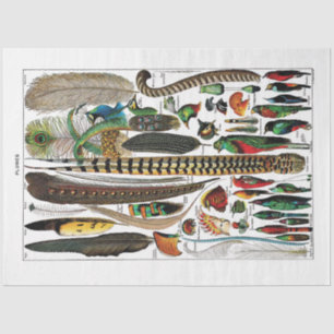 French Dictionary Plate Tissue Paper- Plumes Paper