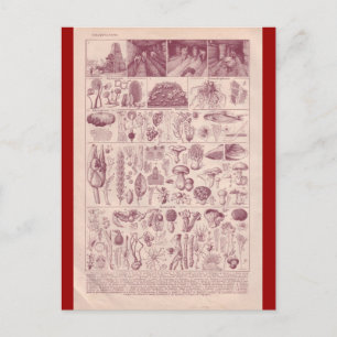 French Encyclopedia 1920, Mushrooms Postcard