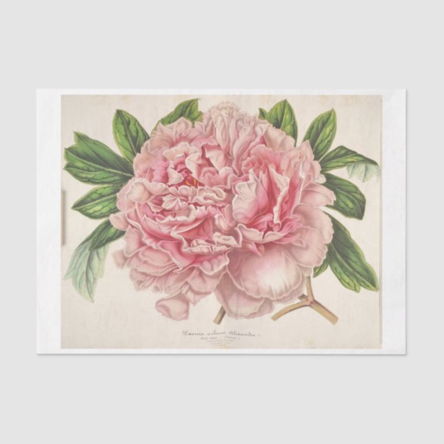 French Floral Ephemera Decoupage Pink Peony Tissue Paper (Front)