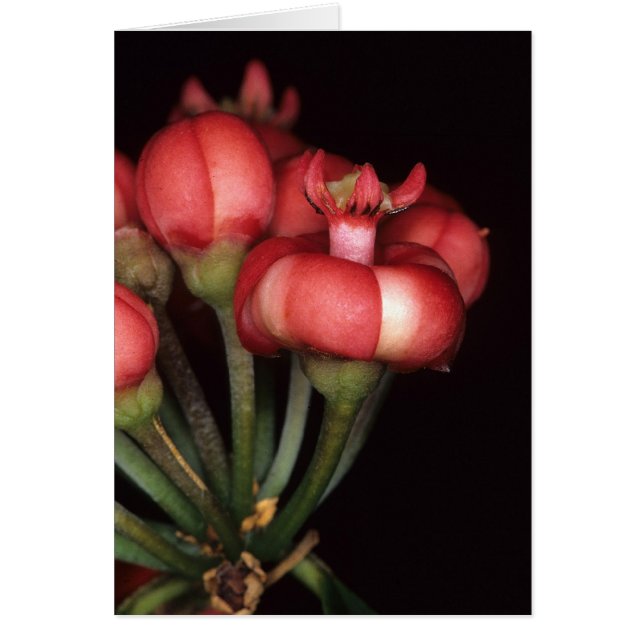 FRENCH GUIANA: Symphonia globulifera (Front)