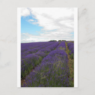 french lavender fields postcard