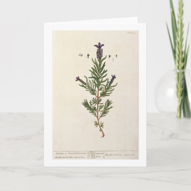 French Lavender, plate 241 from 'A Curious Herbal' Card (Front)