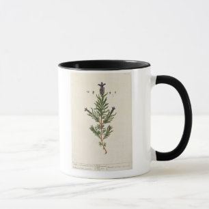 French Lavender, plate 241 from 'A Curious Herbal' Mug