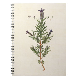 French Lavender, plate 241 from 'A Curious Herbal' Notebook