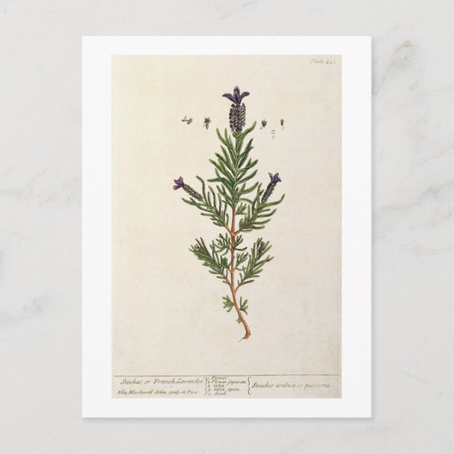 French Lavender, plate 241 from 'A Curious Herbal' Postcard (Front)