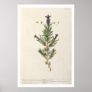 French Lavender, plate 241 from 'A Curious Herbal' Poster