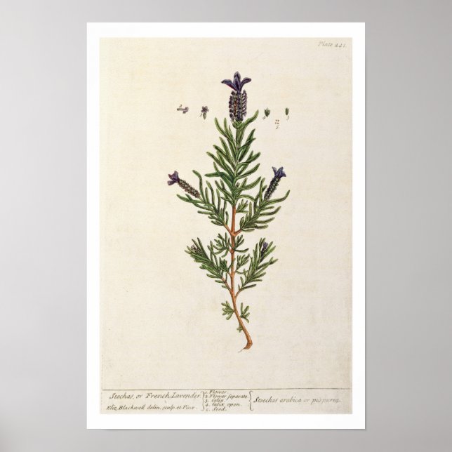 French Lavender, plate 241 from 'A Curious Herbal' Poster (Front)