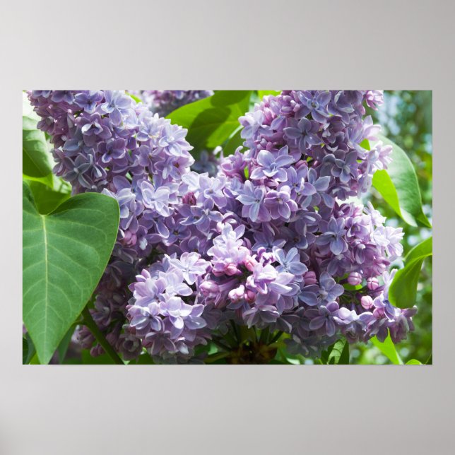 French Lilacs Poster (Front)
