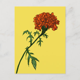 French Marigold Flower Plant Lover Gardener Postcard
