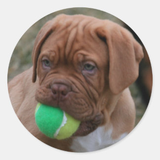 French Mastiff Puppy Classic Round Sticker