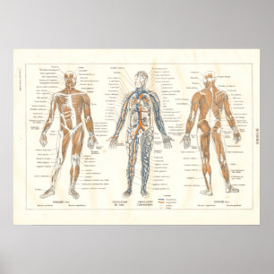 French Muscle Anatomy Vintage Chart 1800's