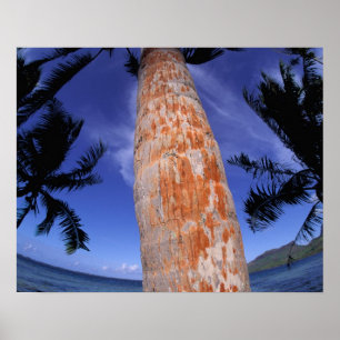 French Polynesia, Bora Bora, Palm trees Poster
