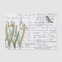 French Script Vintage Snowdrop Bird Postcard 