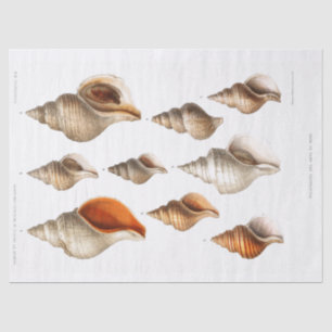 French Seashell Vintage Beach Decoupage Shell Sand Tissue Paper