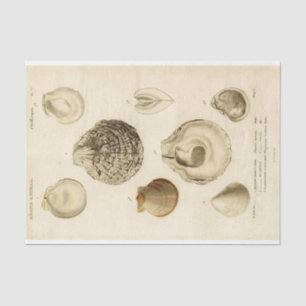 French Seashell Vintage Decoupage Shell Beach  Tissue Paper