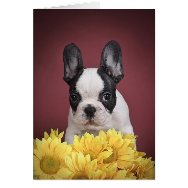 Frenchie - French bulldog puppy (Front)