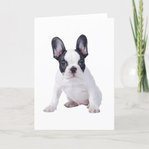 Frenchie - French bulldog puppy Card