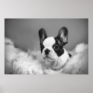 Frenchie - French bulldog puppy Poster