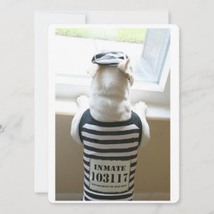 Frenchie Jailbird Happy Birthday Card