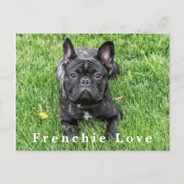 Frenchie Love French Bulldog Photo Carte postale (Devant)