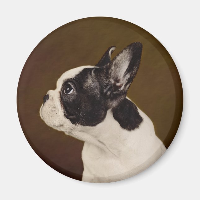 Frenchie Magnet (Front)