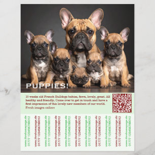 Frenchie Template Puppies  Flyer
