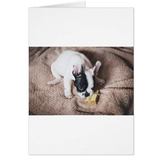 Frenchie With a Gift Card