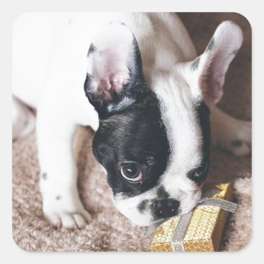 Frenchie With a Gift Square Sticker