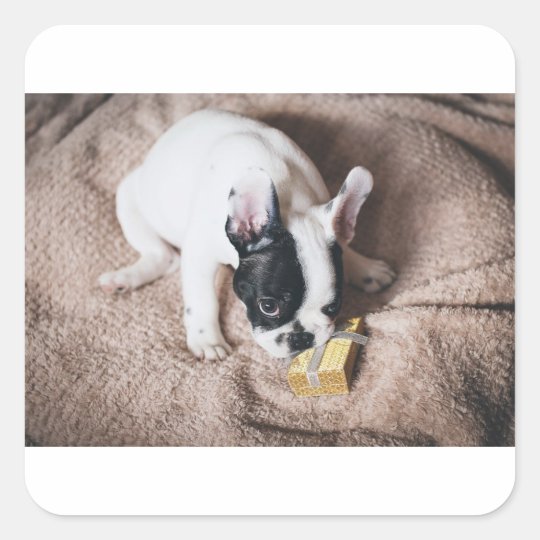 Frenchie With a Gift Square Sticker