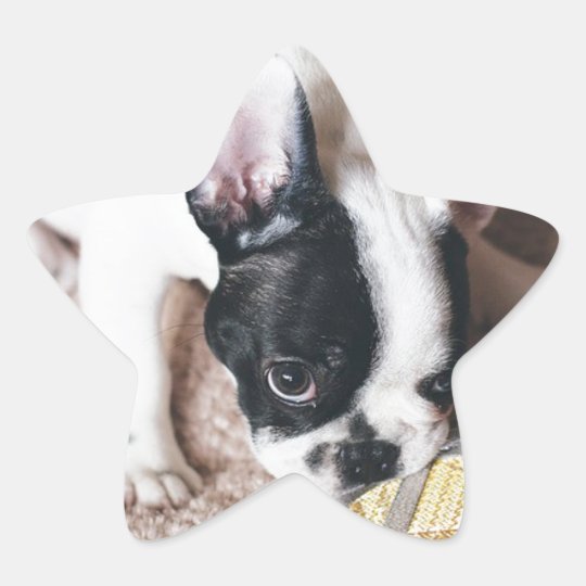 Frenchie With a Gift Star Sticker