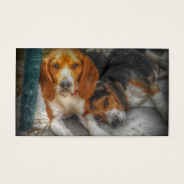 Frères beagles (Devant)