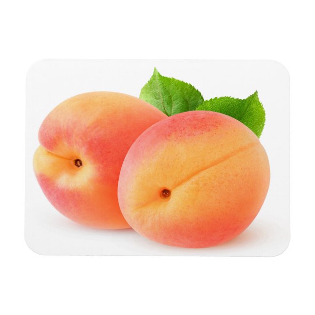 Fresh apricots magnet (Horizontal)