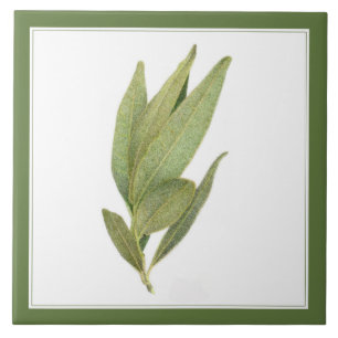 FRESH BAY LEAVES 6"x6" Ceramic Tile (-text) Green