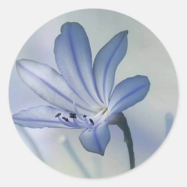 Fresh Blue Flower Photo Classic Round Sticker (Front)