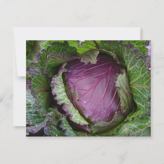 Fresh Cabbage (Front)