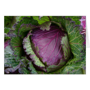 Fresh Cabbage