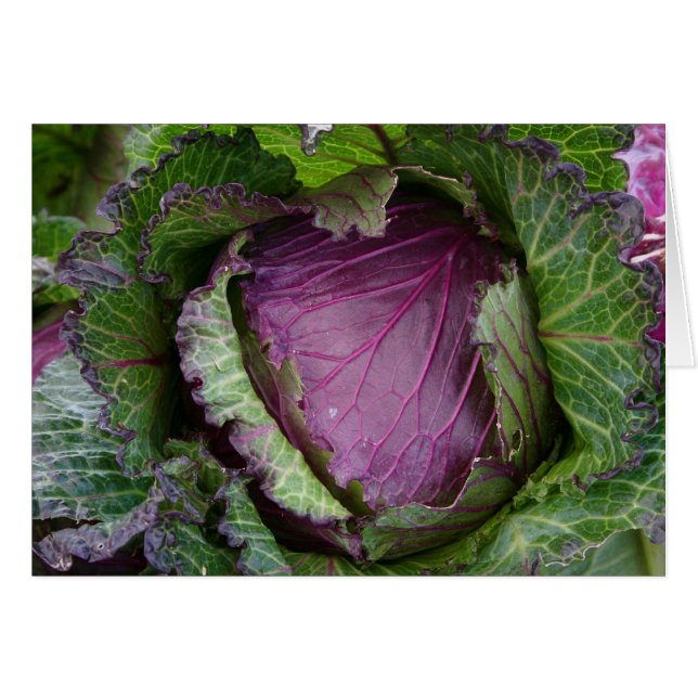 Fresh Cabbage (Front Horizontal)