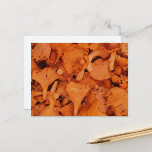 Fresh Chanterelle Mushrooms Photography Postcard