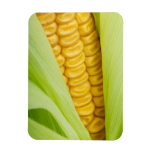 Fresh Corn magnet