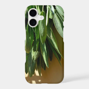 Fresh-cut Sage