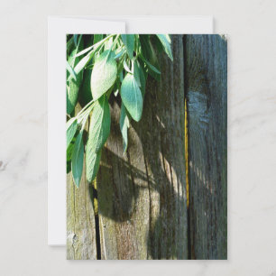 Fresh-cut Sage Barn-wood