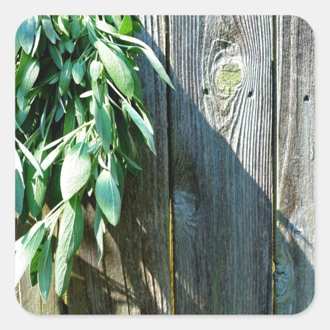 Fresh-cut Sage Barn-wood Square Sticker (Front)