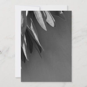 Fresh-cut Sage Grayscale