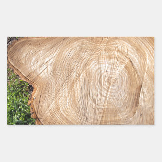 Fresh cut tree stump sticker