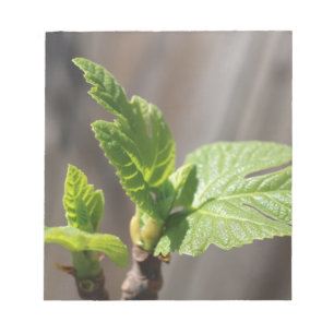 Fresh Fig Leaf Notepad