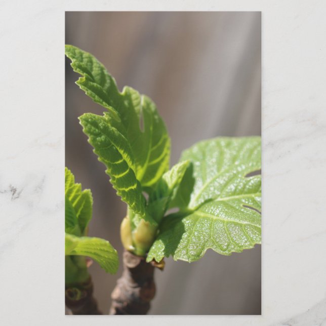 Fresh Fig Leaf Stationery (Front)